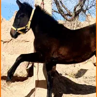 خرید فروش اسب و...