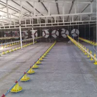 کارگر مرغداری بابیمه