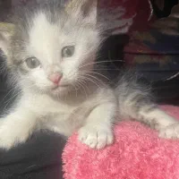 واگذاری بچه گربه|گربه|شهریار, شهریار|دیوار