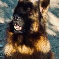 ژرمن شپرد شولاین نر|سگ|نورآباد ممسنی, |دیوار