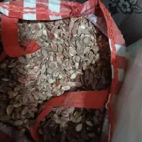 تخم هندوانه محلی پر مغز