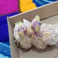 جوجه عروس سرلاکی|پرنده|گرگان, |دیوار