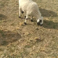 بره ماده