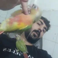 طوطی گرینچیک|پرنده|گنبد کاووس, |دیوار