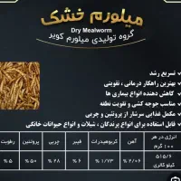 کرم میلورم و مگس سرباز و تخمه حیوانات|لوازم جانبی حیوانات|مشهد, اقبال|دیوار