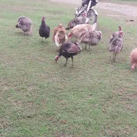 فروش بوقلمون