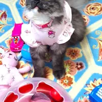 گربه بریتیش پرشین