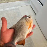 ماهی پیرانا