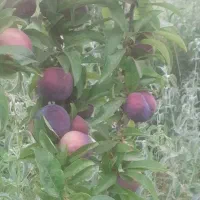 فروش باغ وزمین مزروعی|فروش زمین و ملک کلنگی|اشترینان, |دیوار