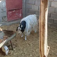 ۲ عددبزابست|حیوانات مزرعه|شاهرود, |دیوار