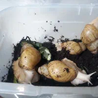 حلزون ۱۳ سانتی تخم گذار