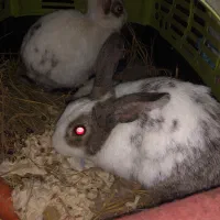 خرگوش نر و ماده