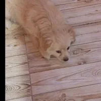 یک عددتوله سگ ماده اشپیتز|سگ|بهبهان, |دیوار