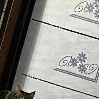 واگزاری|گربه|زرند, |دیوار