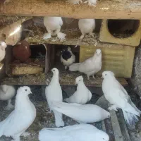 فروش ۶ عدد راعبی سرخ ۳تا سفید و ۳تا سرخ سالم|پرنده|فارسان, |دیوار