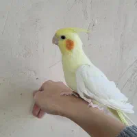 عروس هلندی