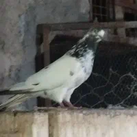 نر کله سبز پرشی صد درصد الان جوجه دون میده