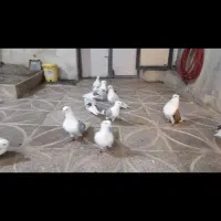 کبوتر کفتر های فروشی