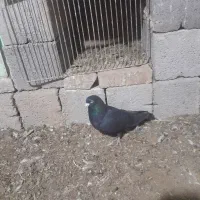 کبوتر|پرنده|پلدشت, |دیوار