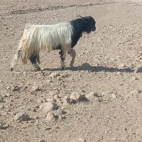 کهره چبش
