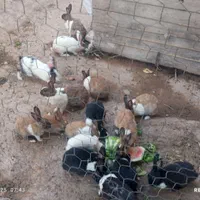 فروش خرگوش
