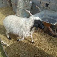 گوسفند