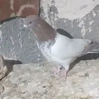 کبوتر کللی وکله چیل|پرنده|ابهر, |دیوار