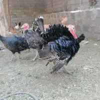 بوقلمون
