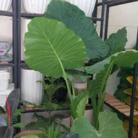 گلهای آپارتمانی|گل و گیاه طبیعی|کرمانشاه, |دیوار