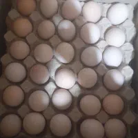 تخم نطفه دار برهما