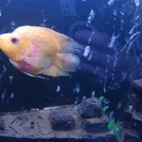 ماهی فلاور باکس