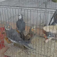 جفت عروس هلندی مولد با جوجه و گل باقالی ماده تک|پرنده|شیراز, کاراندیش|دیوار