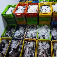 ماهی قزل آلا|عمده‌فروشی|مشهد, نوید|دیوار