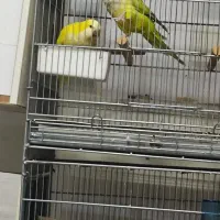 یک جفت راهب نرماده کار داده نرش زرد ماده پسته ای|پرنده|تهران, دانشگاه شریف|دیوار