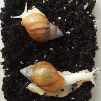 حلزون آلبینو بالغ|خزنده|تهران, سبلان (لشگر)|دیوار