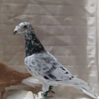 کبوتر ناشی|پرنده|شیروان (خراسان), |دیوار