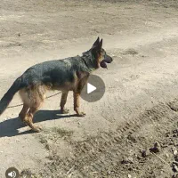سگ ژرمن پیدا شده شرایط نگهداری ندارم