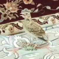 جوجه سهره خاکی (بلدرچین کبوترقناری مینا مرغ‌عشق)|پرنده|تهران, ترمینال جنوب|دیوار