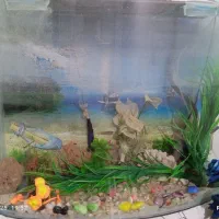 اکواریوم شیشه خم