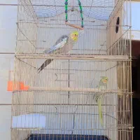 عروس هلندی|پرنده|خرمشهر, |دیوار