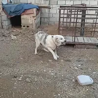 واگذاری سگ نگهبان|سگ|سیلوانه, |دیوار