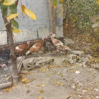 بوقلمون طبیعی