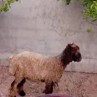 بره شیشک