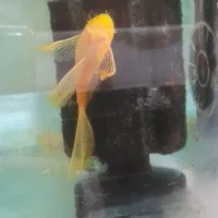 کت پوزه بوته ، سیچلاید ، کالر ، آنجل ، گوپی