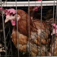 فروش تخم مرغ ارگانیک محلی|خوردنی و آشامیدنی|پلدختر, |دیوار