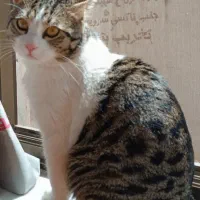 گربه گمشده|حیوانات|مبارکه, |دیوار