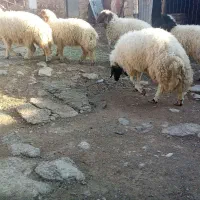 بره پروار|حیوانات مزرعه|کارزان, |دیوار