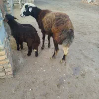 برهقوچیبزغالهپاکستانینر|حیوانات مزرعه|گنبد کاووس, |دیوار