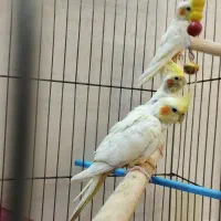 عروس هلندی|پرنده|قم, باغ کرباسی|دیوار