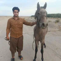 کره نریان فروشی|اسب و تجهیزات اسبسواری|گنبکی, |دیوار